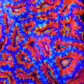 TSA Ember Bloom Coral