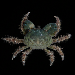 Emerald Crab