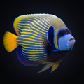 Emperor Angelfish - Orangetail - Red Sea - Pomacanthus imperator