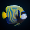 Emperor Angelfish - Pomacanthus imperator