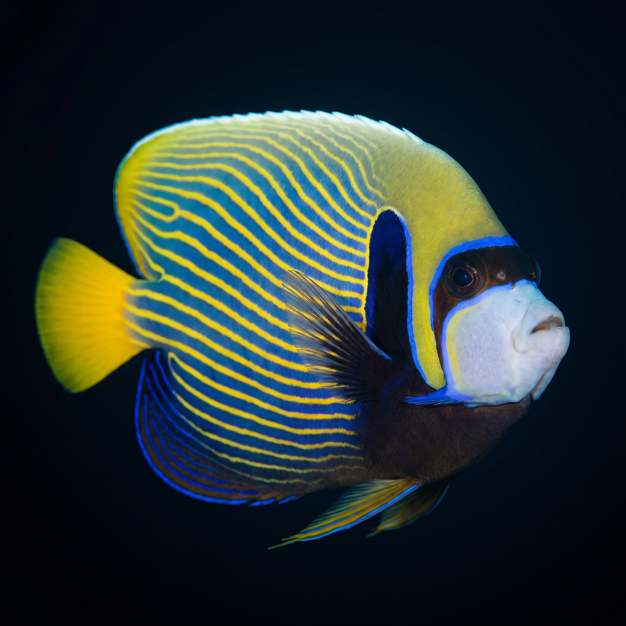 Emperor Angelfish - Pomacanthus imperator