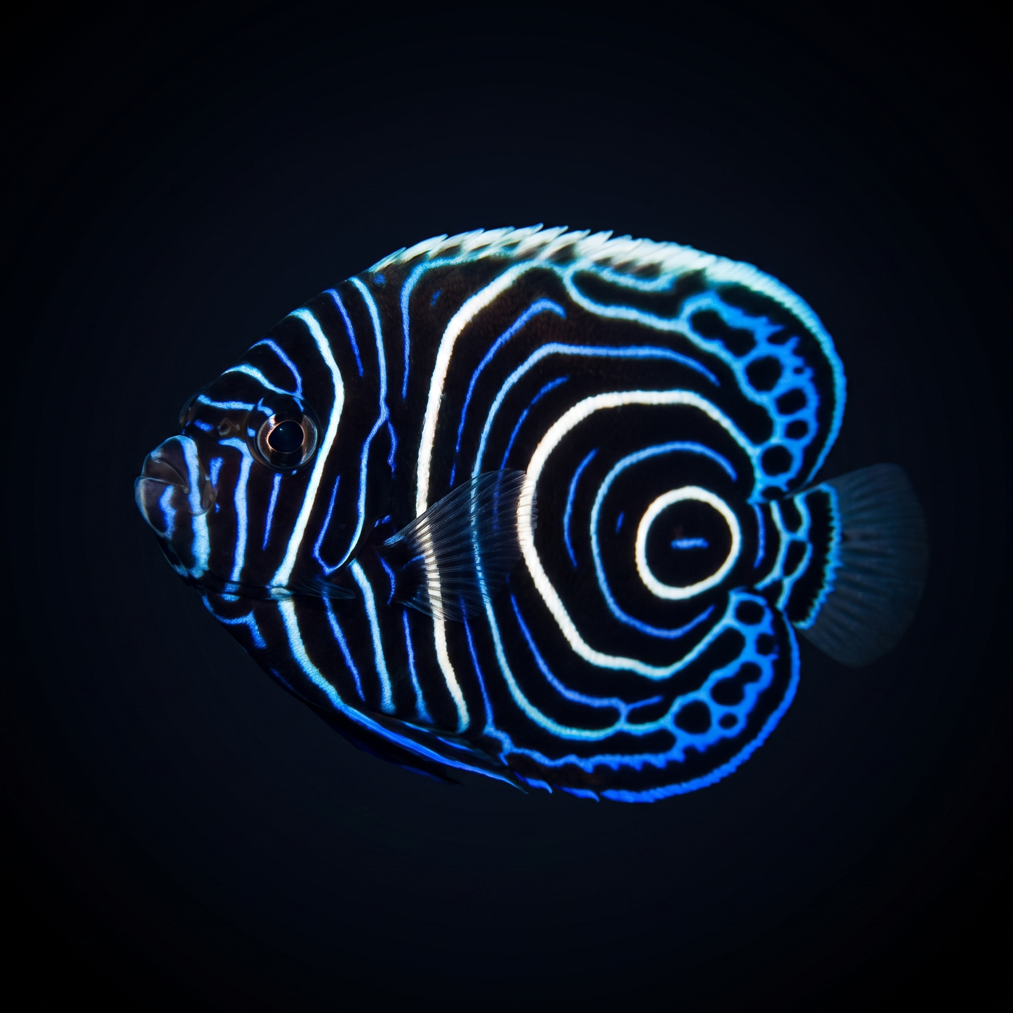 Emperor Angelfish - Juvenile - Pomacanthus imperator