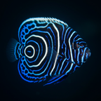 Emperor Angelfish - Juvenile - Pomacanthus imperator
