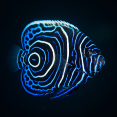 Emperor Angelfish - Juvenile