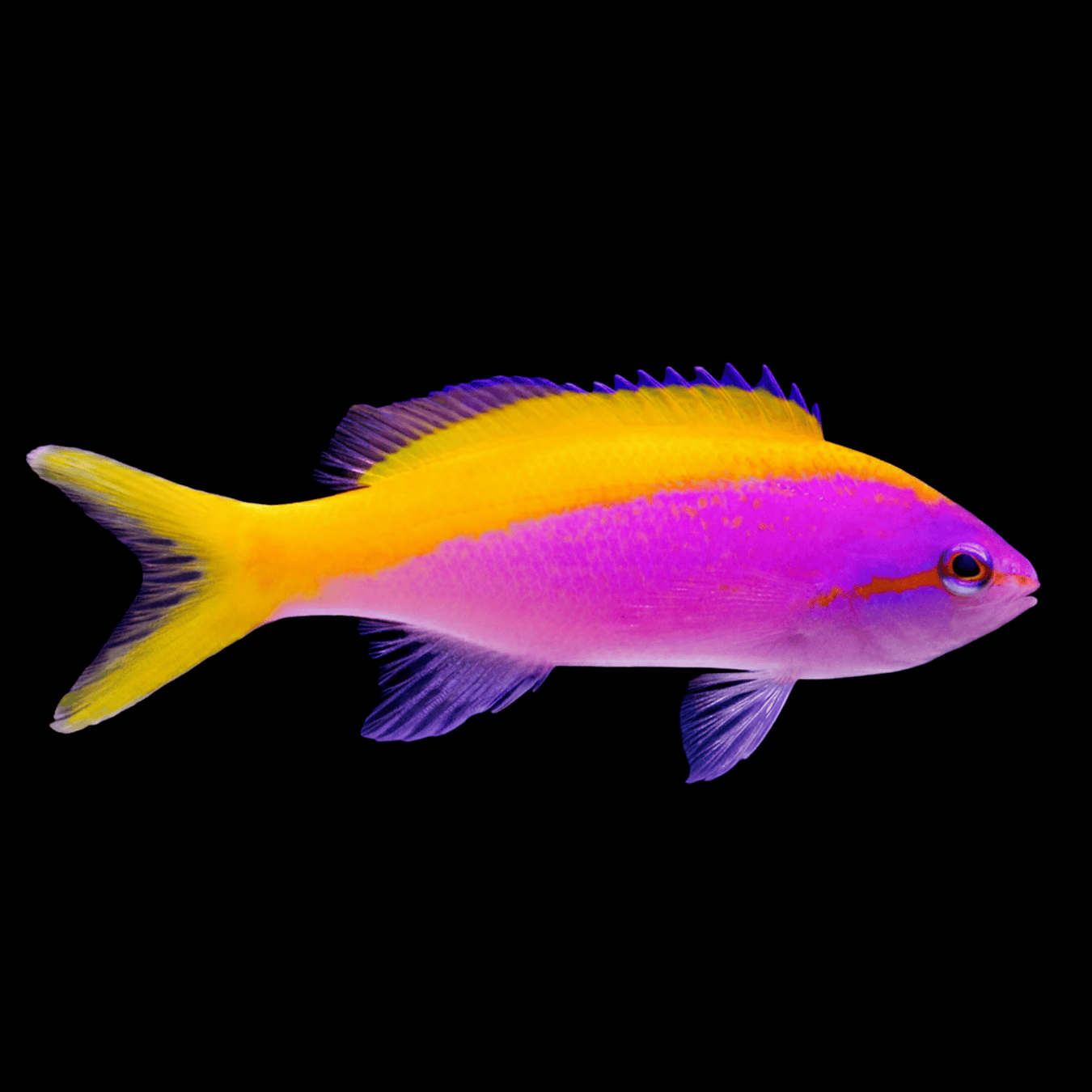 Evansi Anthias saltwater fish care guide