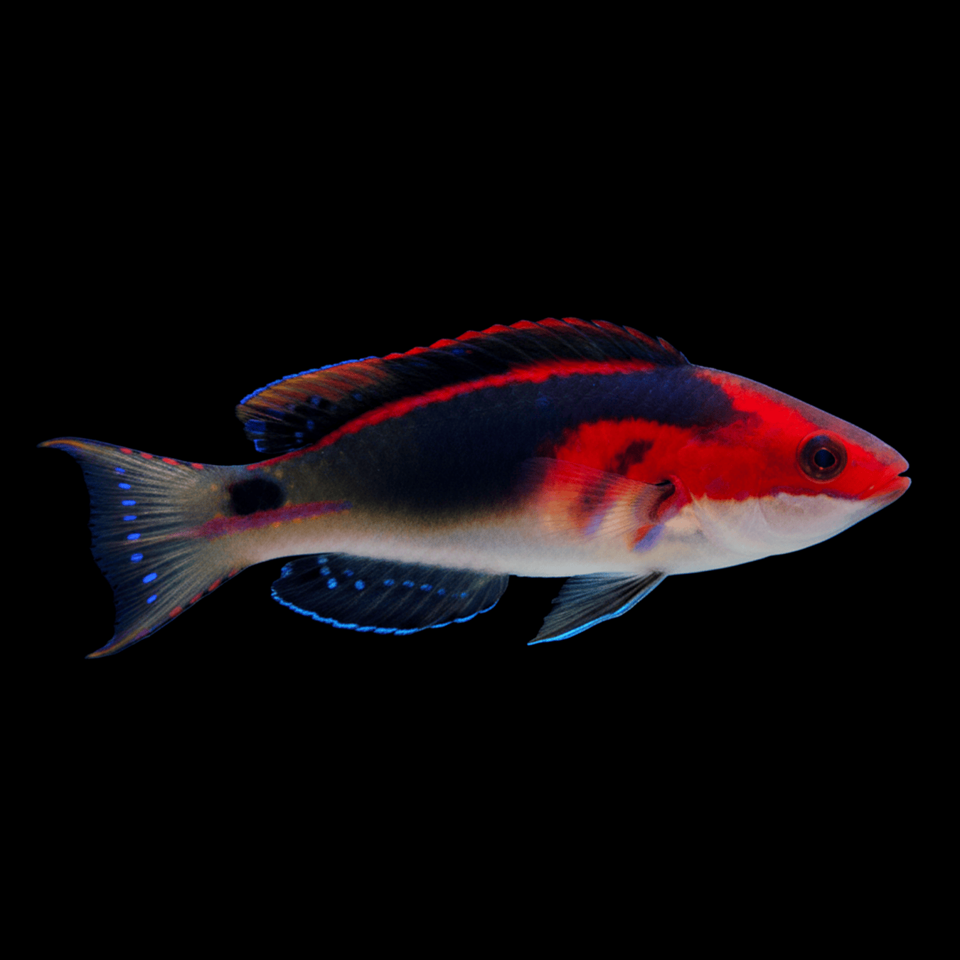 Exquisite Fairy Wrasse