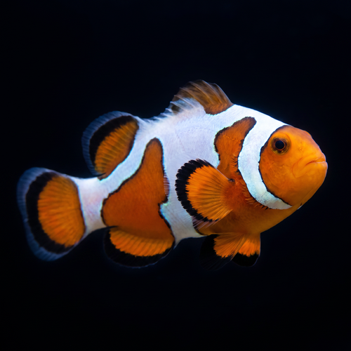 Extreme Gladiator Clownfish — Amphiprion ocellaris