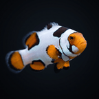 Extreme Picasso Clownfish - Amphiprion percula