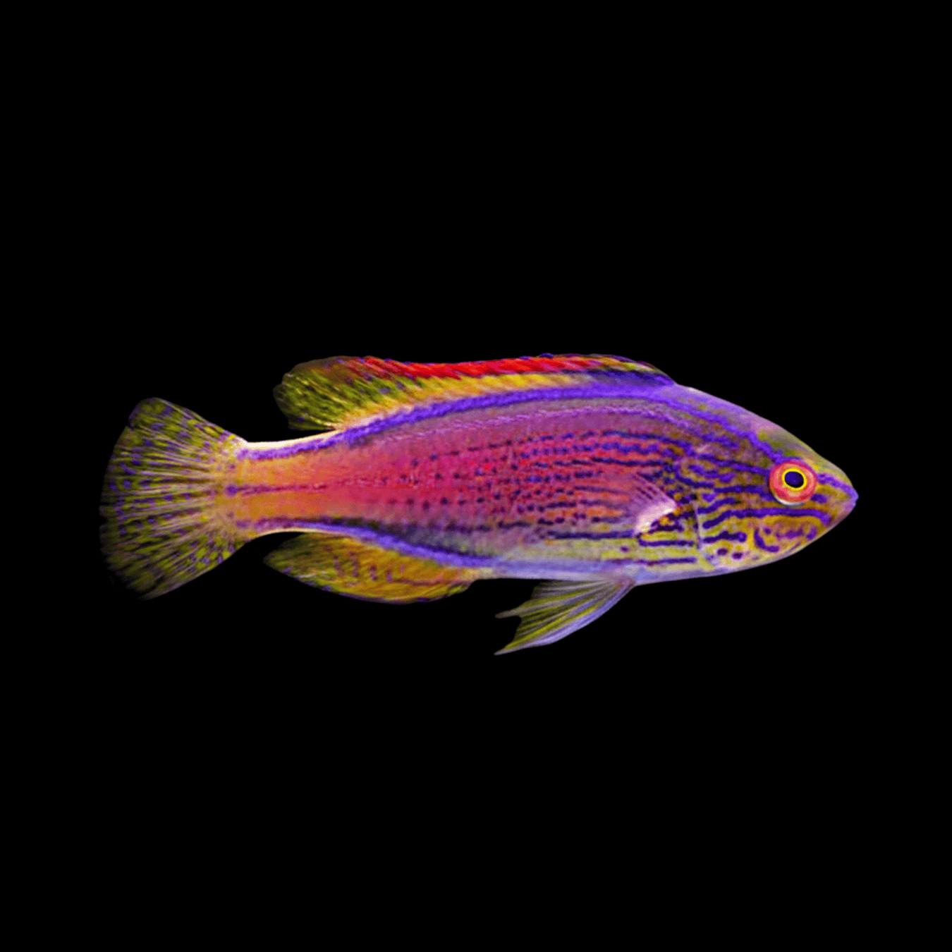 Fairy Lineatus Wrasse saltwater fish care guide