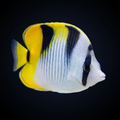 True Falcula Butterflyfish