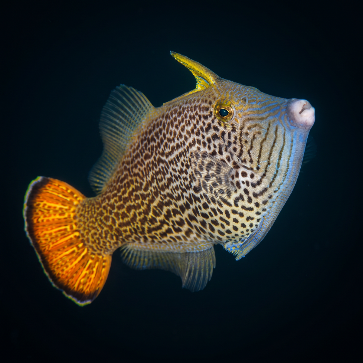 Fantail Filefish saltwater fish care guide