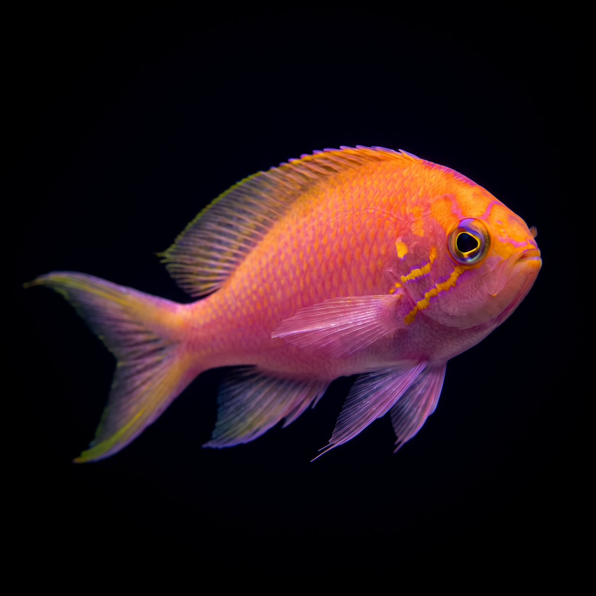 Fathead Sunburst Anthias saltwater fish care guide