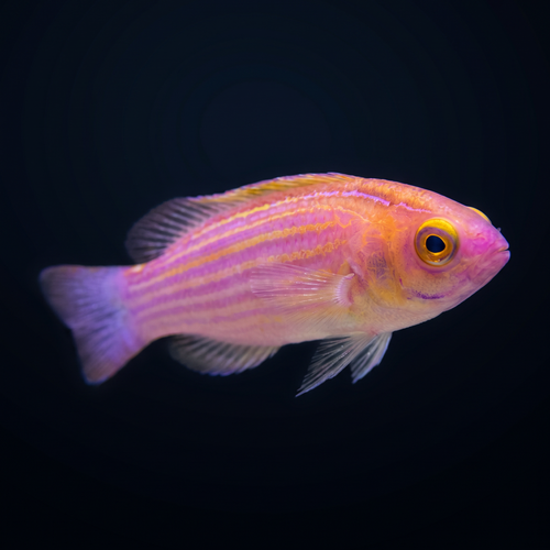 Earle's Fairy Wrasse