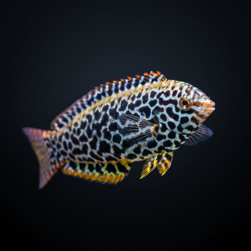 Leopard Wrasse - Female
