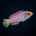Red Margin Fairy Wrasse - Female