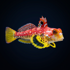 Ruby Red Dragonet
