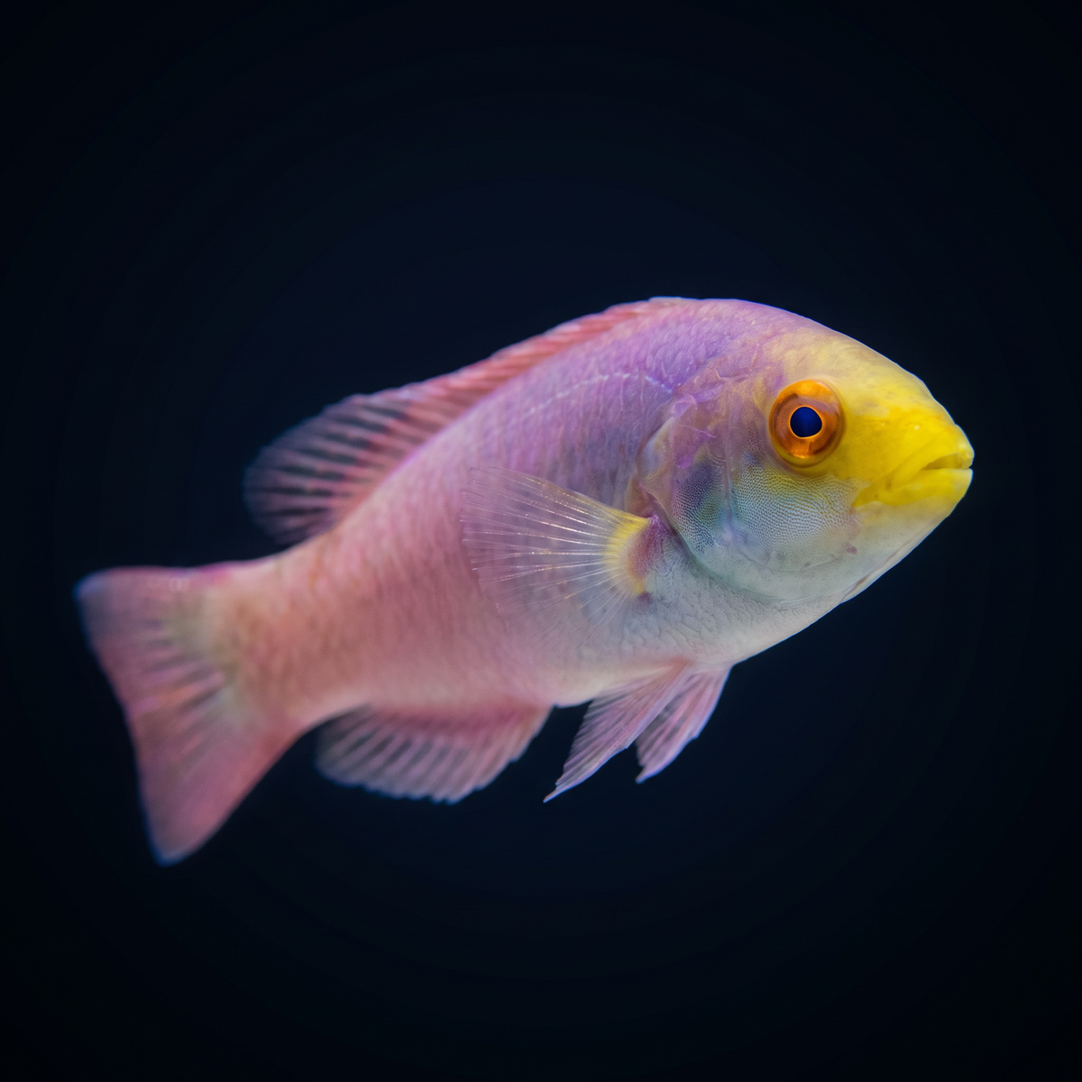 Affirm Button Scott's Fairy Wrasse - Female – Top Shelf Aquatics