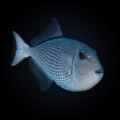 Blue Throat Triggerfish - Female - Xanthichthys auromarginatus