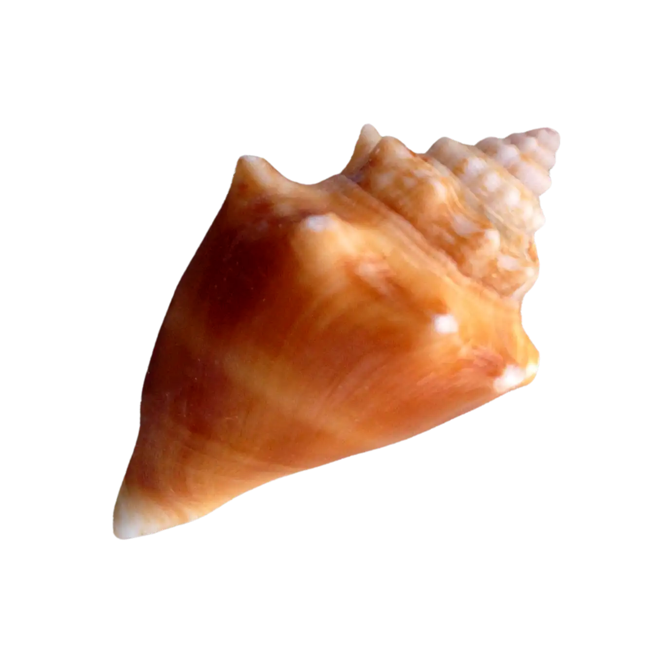 Fighting Conch