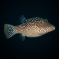 Fiji Blue Spot Puffer — Canthigaster solandri