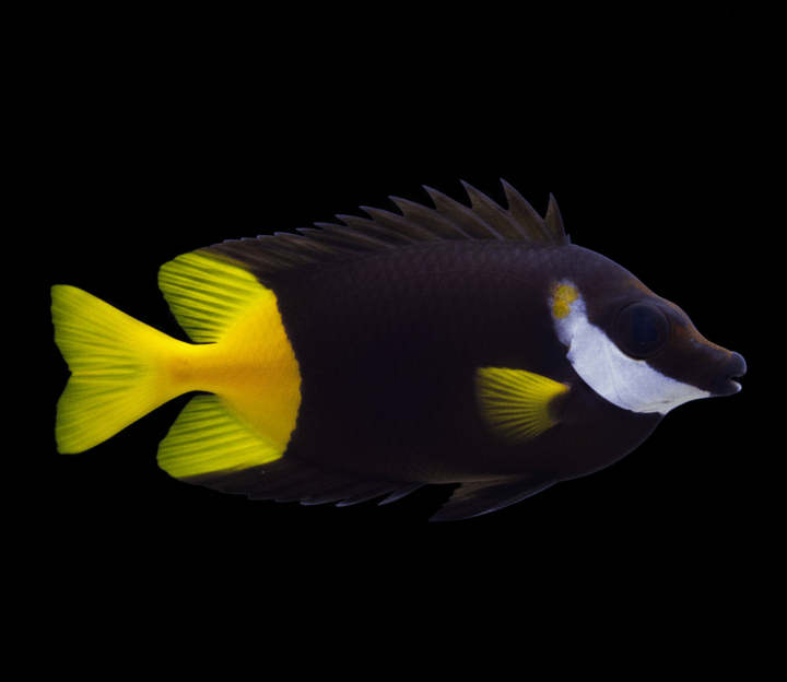 Fiji Foxface Rabbitfish