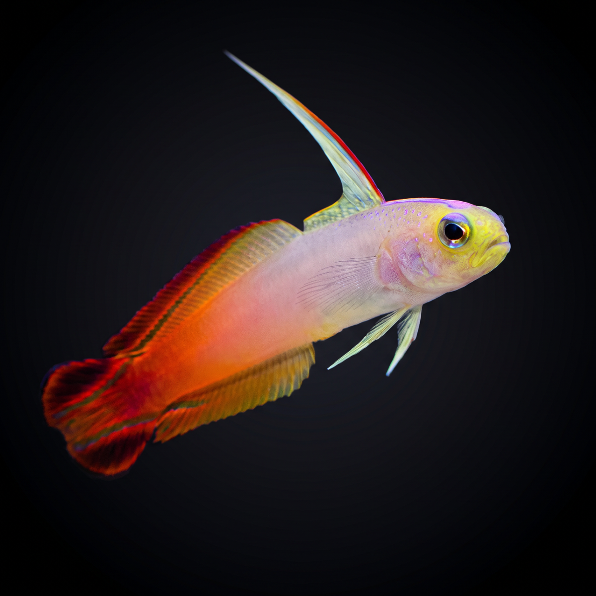 Firefish saltwater fish care guide