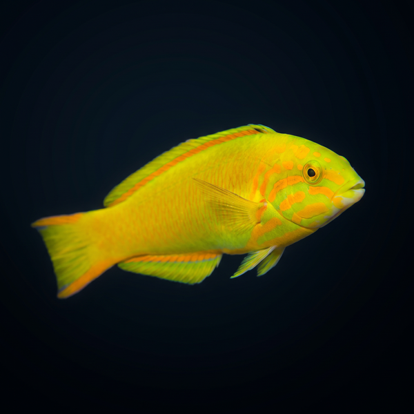 Banana Wrasse saltwater fish care guide