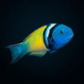 Bluehead Wrasse