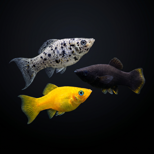 Saltwater Lyretail Molly Fish - Sustainably Aquacultured