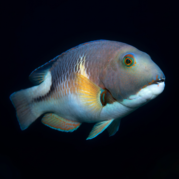 Anchor Tusk Wrasse saltwater fish care guide