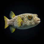 Stars & Stripes Puffer - Arothron hispidus