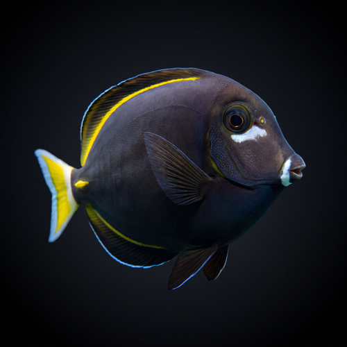 Gold Rim Tang