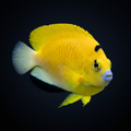 Flagfin Angelfish - Apolemichthys trimaculatus