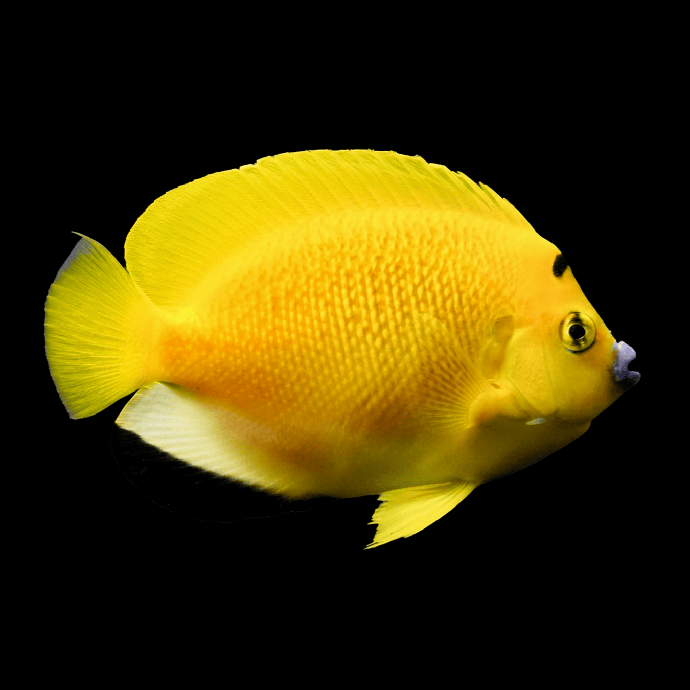Flagfin Angelfish saltwater fish care guide