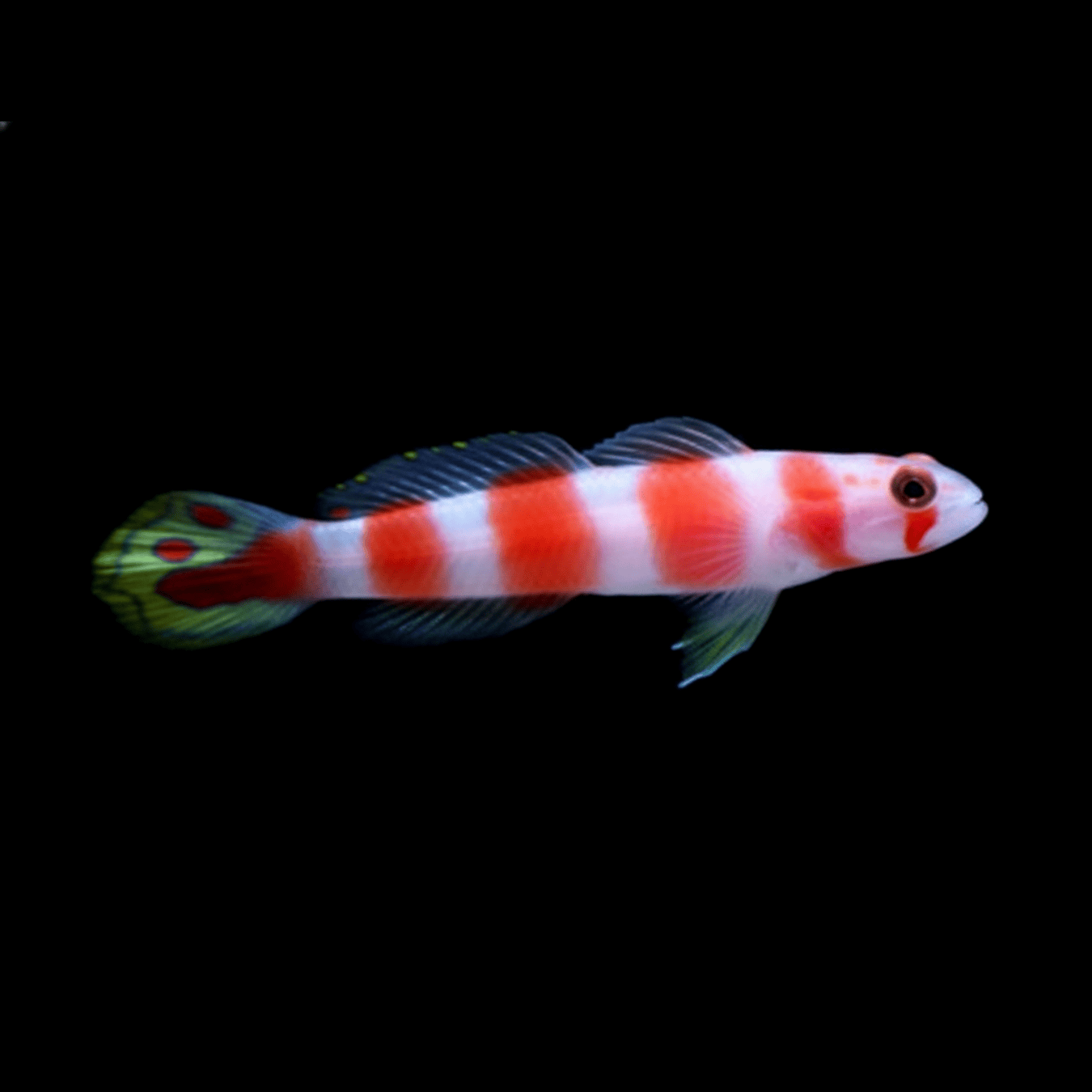 Flagtail Pinkbar Goby saltwater fish care guide