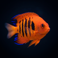 Dwarf Flame Angelfish - Mar.