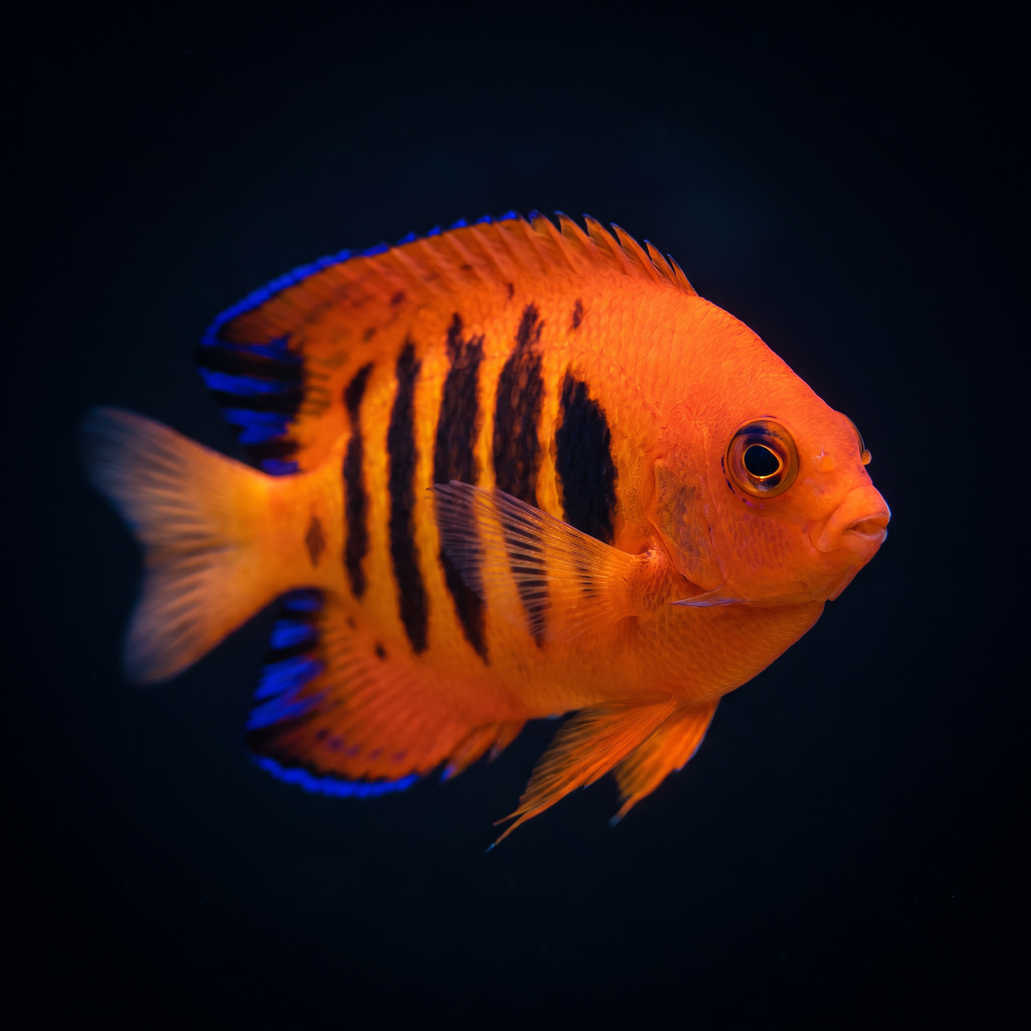 Dwarf Flame Angelfish - Mar.