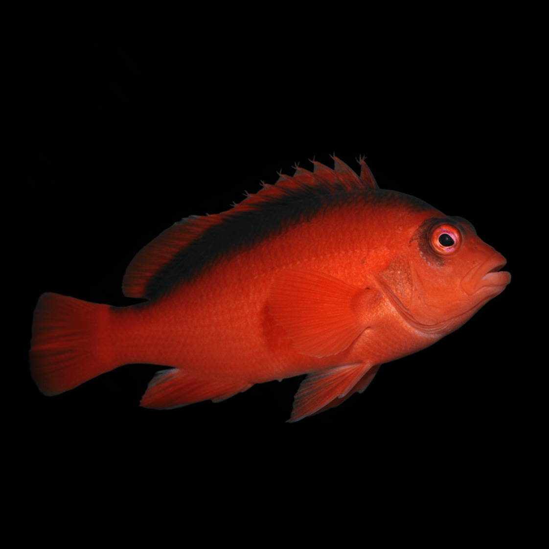 Flame Hawkfish - Neocirrhites armatus