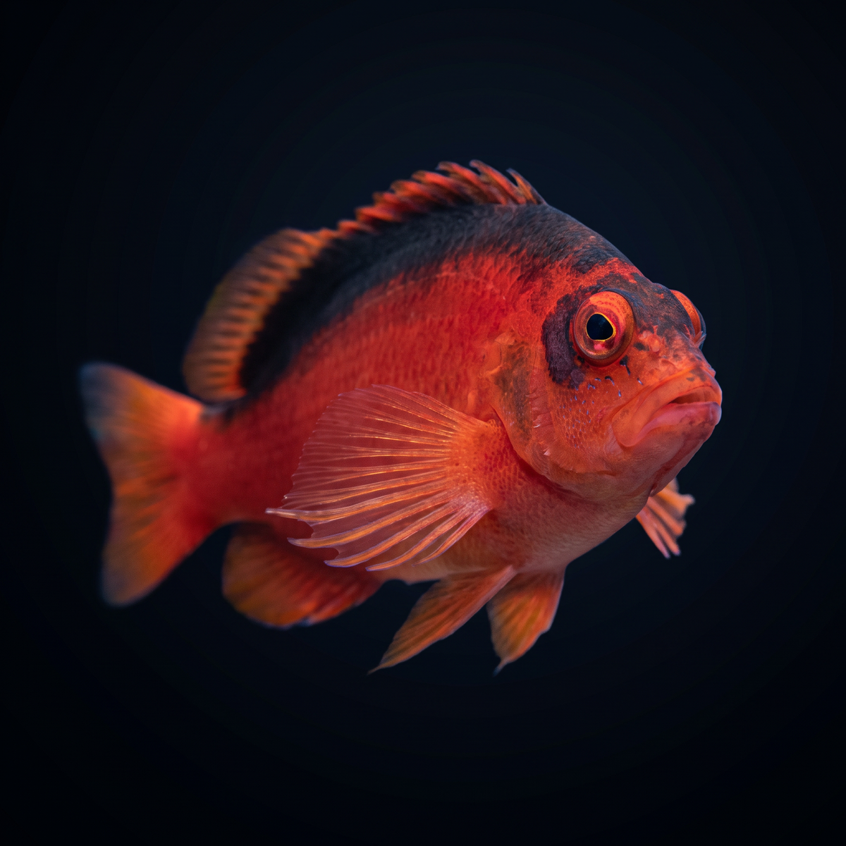 Flame Hawkfish saltwater fish care guide
