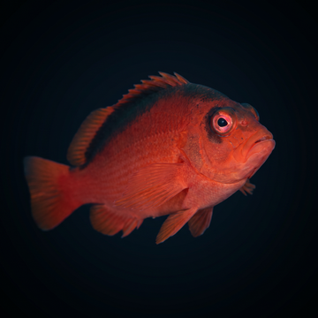 Flame Hawkfish