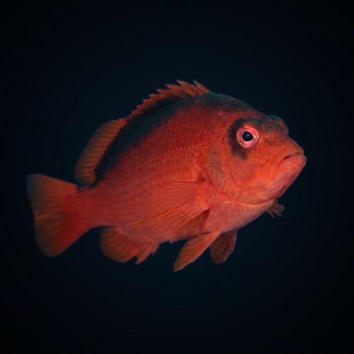 Flame Hawkfish - Neocirrhites armatus