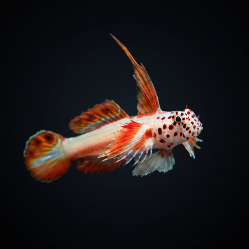 Flaming Prawn Goby