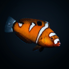 Formosa Wrasse - Juvenile