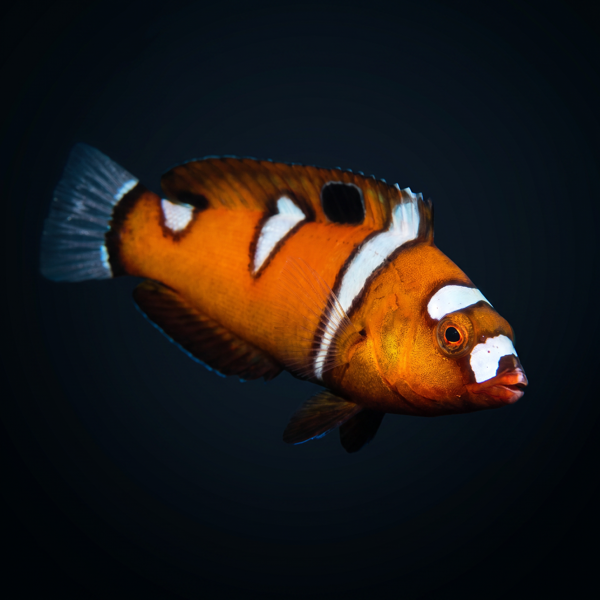 Formosa Wrasse - Juvenile