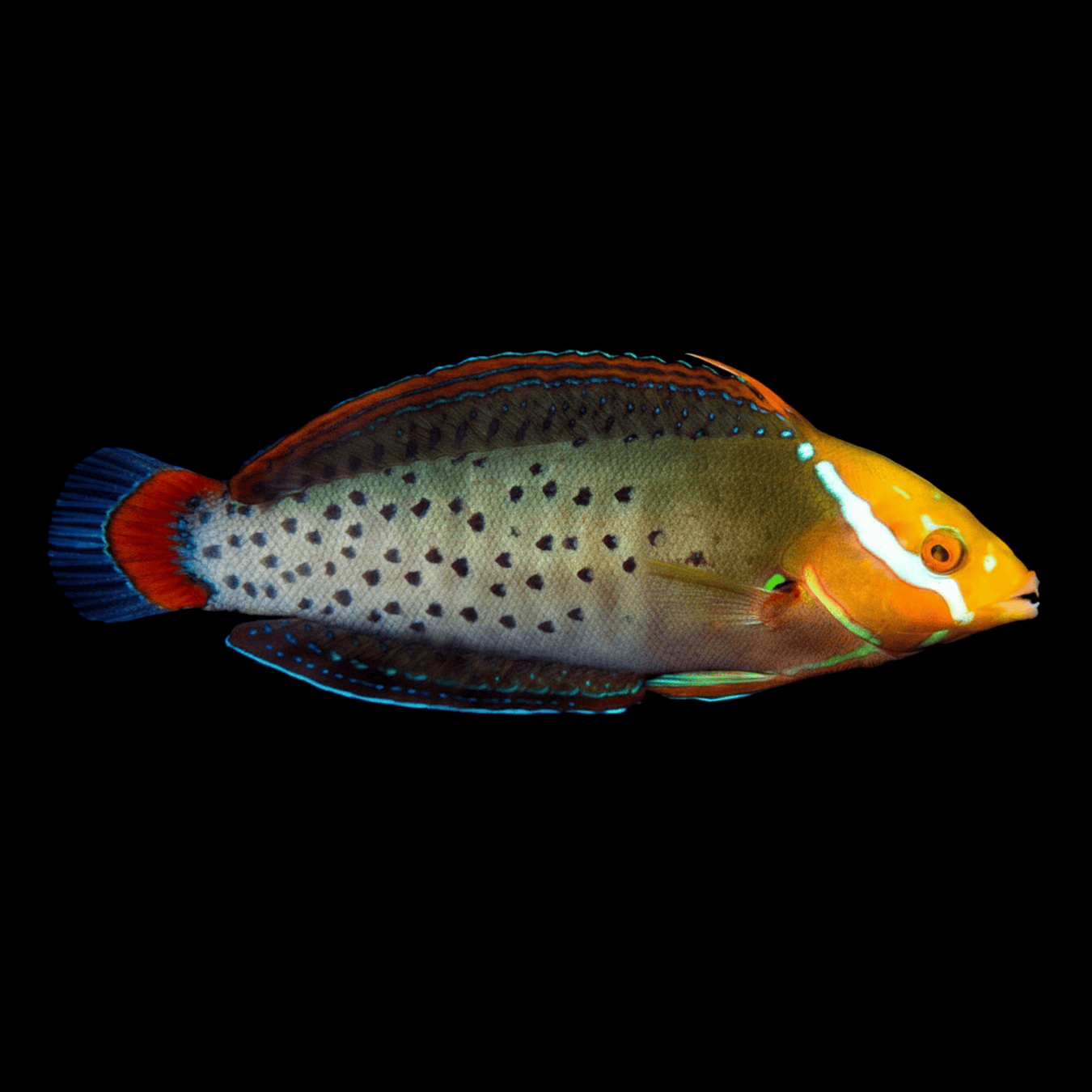 Formosa Wrasse saltwater fish care guide