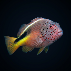 Freckled Hawkfish