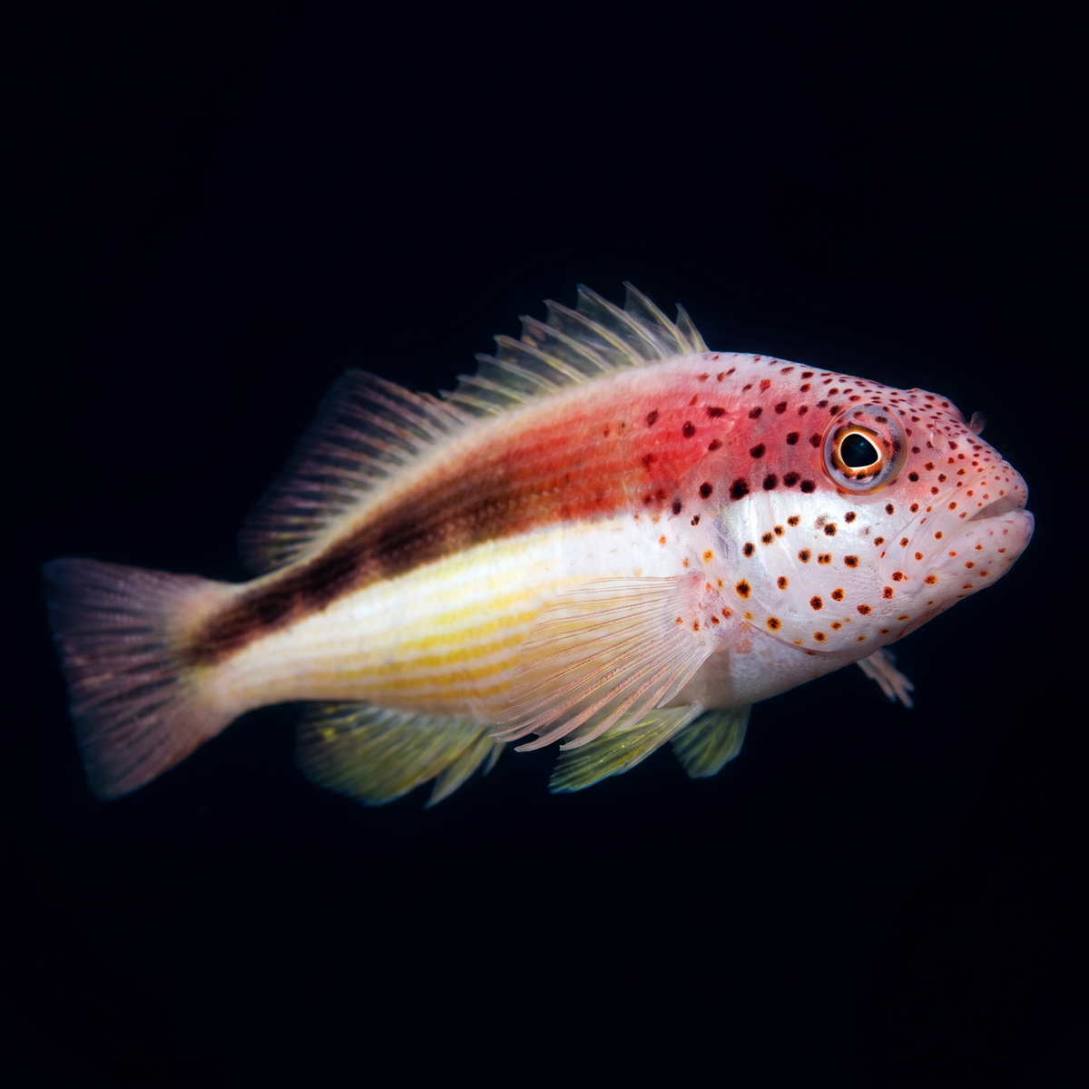 Freckled Hawkfish