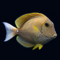 Freckle Face Tang