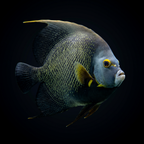 French Angelfish - Adult - Atlantic