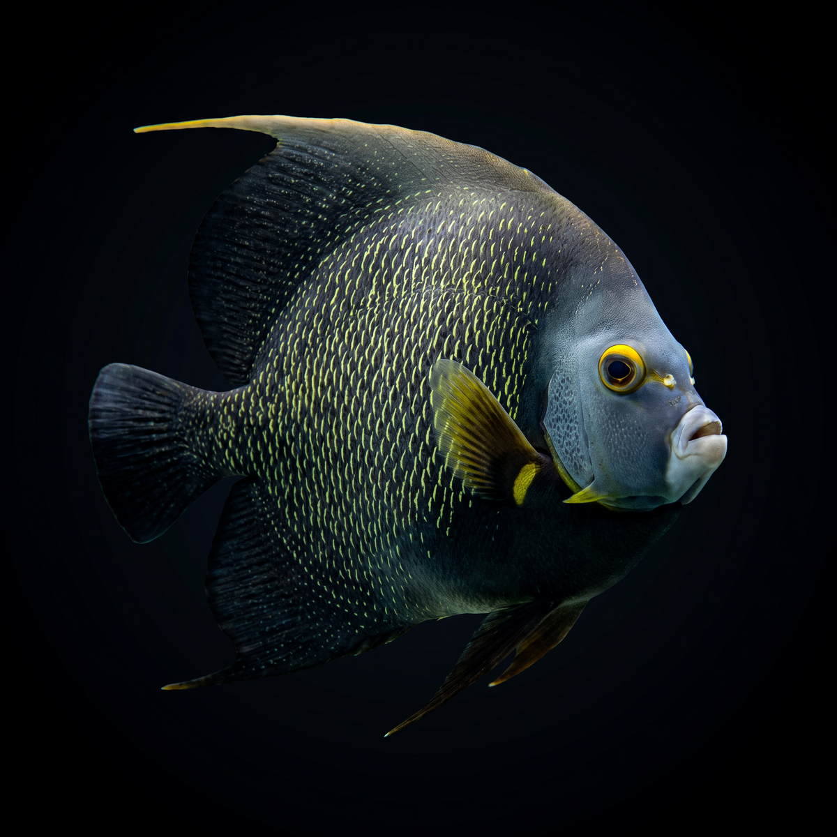 French Angelfish - Adult - Atlantic